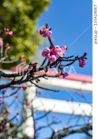 鎌倉2612 大塔宮4 河津桜 鎌倉2612 大塔宮4 河津桜 135429067