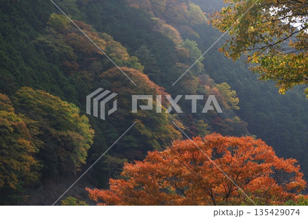 奈良県の紅葉 奈良県の紅葉 135429074