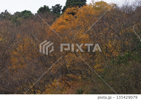 奈良川上村の紅葉 135429079