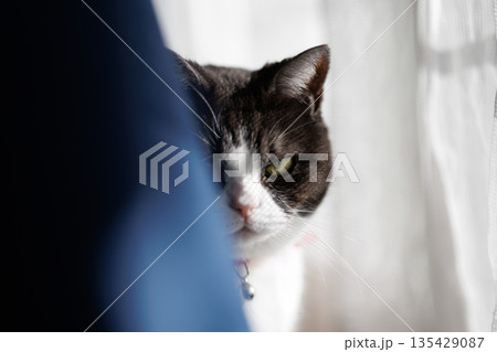 窓辺の猫 135429087