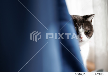 窓辺の猫 135429088