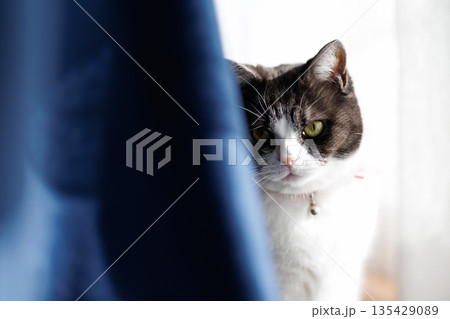 窓辺の猫 135429089