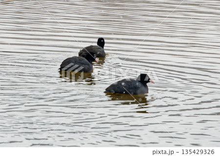 冬の溜池 クイナ科オオバンの群れ 冬の溜池 クイナ科オオバンの群れ 135429326