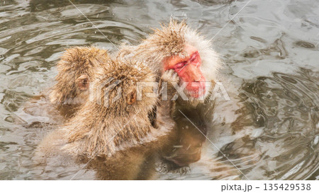 スノーモンキー（地獄谷野猿公苑） 135429538