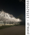 夜桜のライトアップ 135429568