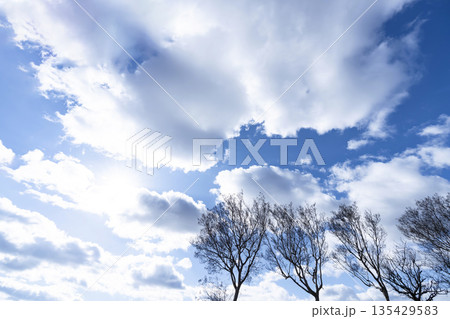 冬空と雲と木立 冬空と雲と木立 135429583