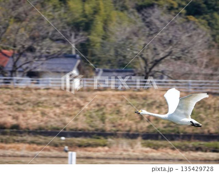 飛び立つ白鳥 135429728