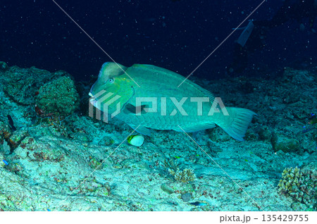 ナポレオンフィッシュ　パラオの海　ダイビングの風景 135429755