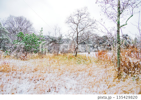 雪の朝　湿地に積もる雪 135429820