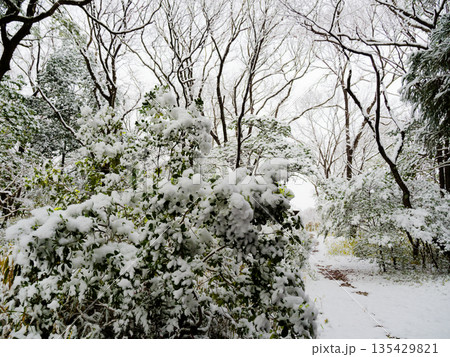 雪の朝の風景　愛知県森林公園 135429821