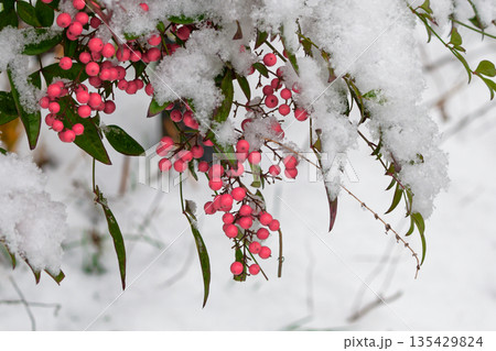 雪の日の南天の赤い果実 135429824