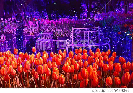 江ノ島　湘南の宝石　イルミとチューリップ　 135429860