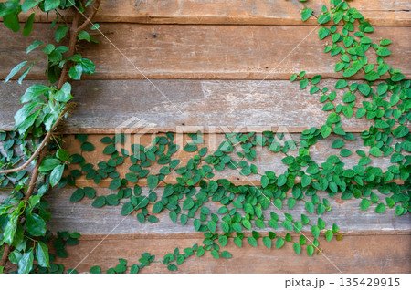 Vine plant growth and climbing on wooden house wall. Ivy plants are lush, long-vining plants that will look stunning in your home. 135429915