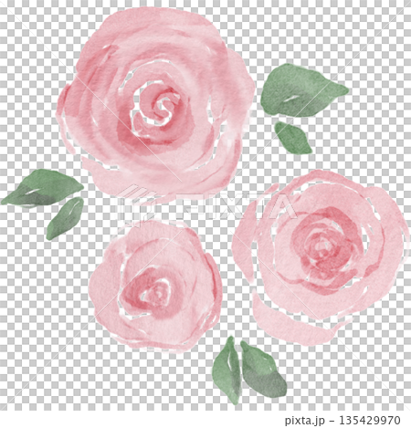 水彩風ピンクのバラのイラスト｜やさしく上品な花のデザイン 135429970