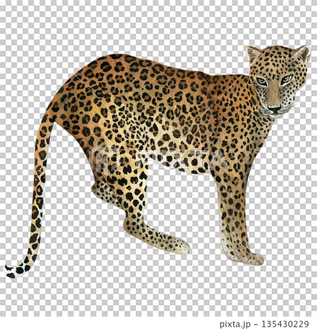 Leopard. Hand-drawn watercolor illustration, isolated on a white background. Watercolor drawing for textile design, wallpaper, prints, and banners Leopard. Hand-drawn watercolor illustration, isolated on a white background. Watercolor drawing for textile design, wallpaper, prints, and banners 135430229