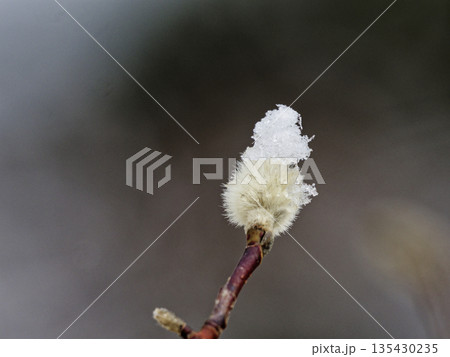 綿帽子を被ったモクレン科シデコブシの冬芽 135430235