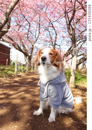 河津桜と一緒に撮る可愛い愛犬コイケル 河津桜と一緒に撮る可愛い愛犬コイケル 135430266