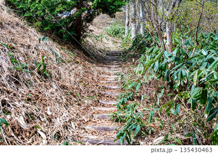 初夏の恐羅漢山　ゲレンデ脇の登山道　広島県山県郡安芸太田町 135430463