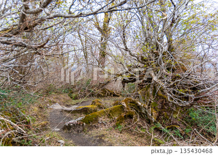 初夏の恐羅漢山　新緑の山頂近くの登山道　広島県山県郡安芸太田町 135430468