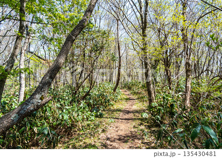 初夏の恐羅漢山　新緑の登山道3　広島県山県郡安芸太田町 135430481