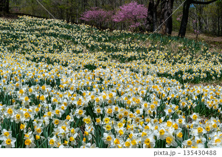 初夏の恐羅漢山　ゲレンデに咲く白いスイセンとボタンザクラ1　広島県山県郡安芸太田町 135430488