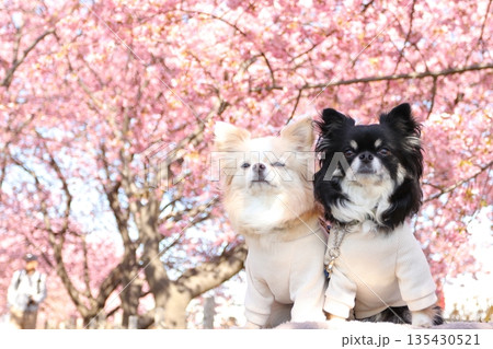 河津桜に囲まれた可愛いチワワ2匹のお散歩 河津桜に囲まれた可愛いチワワ2匹のお散歩 135430521