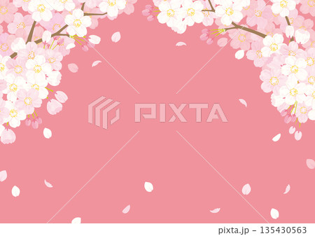 桜　背景イラスト 135430563