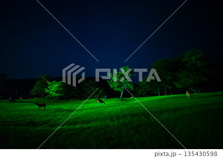 高原の夜、星空と鹿 135430598