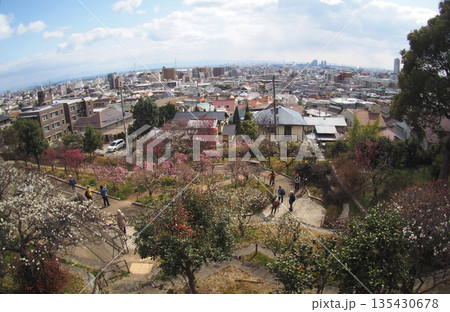 梅林のある岡本公園と神戸の街並み 135430678