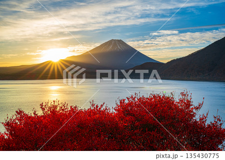 本栖湖からの日の出とドウダンツツジに富士山 本栖湖からの日の出とドウダンツツジに富士山 135430775