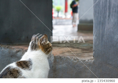 段差がある場所で上の方の様子を伺っている猫の背中 135430960