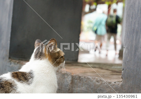 段差がある場所で上の方の様子を伺っている猫の背中 135430961