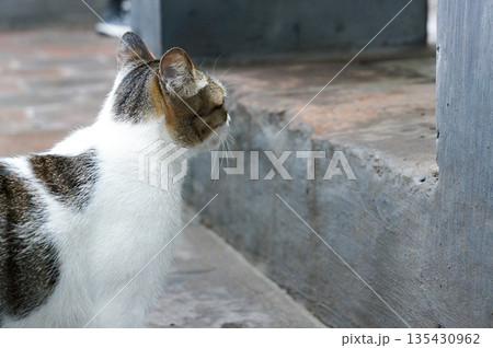 段差がある場所で上の方の様子を伺っている猫の背中 135430962