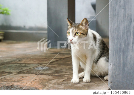 お行儀よく座って一点を見つめる野良猫 お行儀よく座って一点を見つめる野良猫 135430963