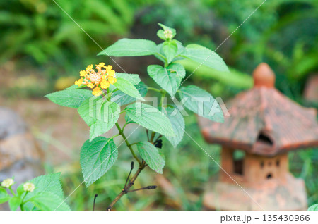 庭に植えられている植物の葉とおしゃれな灯篭 135430966