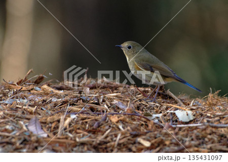 採餌するルリビタキ♀ 135431097