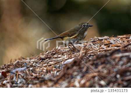 採餌するルリビタキ♀ 採餌するルリビタキ♀ 135431173