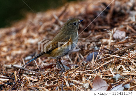 採餌するルリビタキ♀ 採餌するルリビタキ♀ 135431174