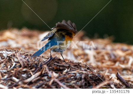 採餌するルリビタキ♀ 採餌するルリビタキ♀ 135431176