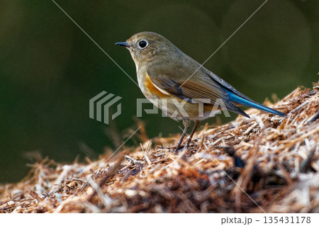 採餌するルリビタキ♀ 採餌するルリビタキ♀ 135431178