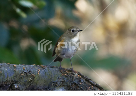 枝に止まるルリビタキ♀ 135431188