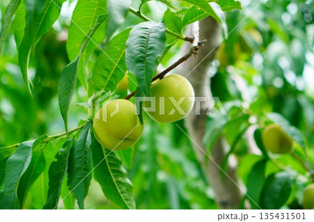 初夏に実る青梅の実 梅の木で育つ未熟な梅と瑞々しい葉 135431501