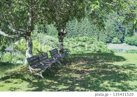 ベンチがある公園の風景 135431520