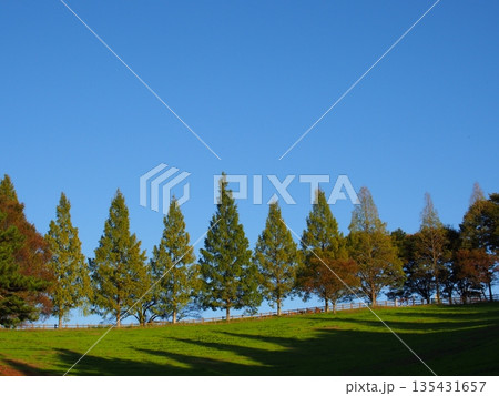 鞍ヶ池公園のメタセコイア並木の風景 135431657