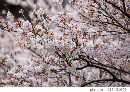 千鳥ヶ淵で咲く満開のソメイヨシノ 135431691