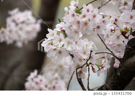 散り始めた千鳥ヶ淵で咲く満開のソメイヨシノ 135431700