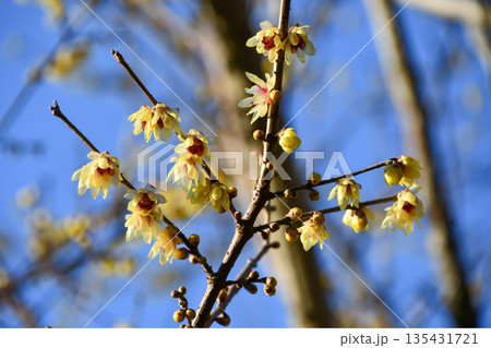 蝋梅と青空　Wintersweet and blue sky 135431721