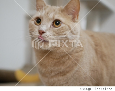 見つめる猫 見つめる猫 135431772