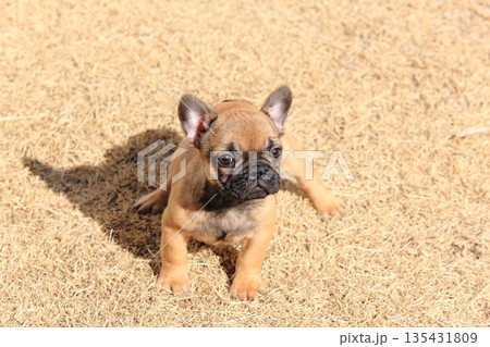 フレンチブルドッグの仔犬 135431809