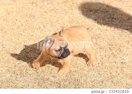 フレンチブルドッグの仔犬 フレンチブルドッグの仔犬 135431810
